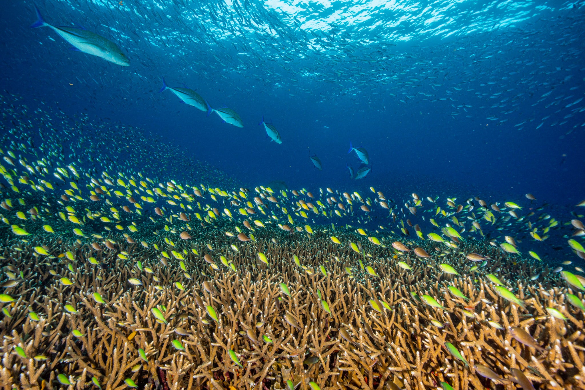 Fam islands and Piaynemo dive trip